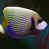 an angel fish swimming in an aquarium